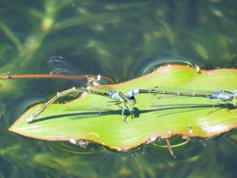 クロイトトンボ