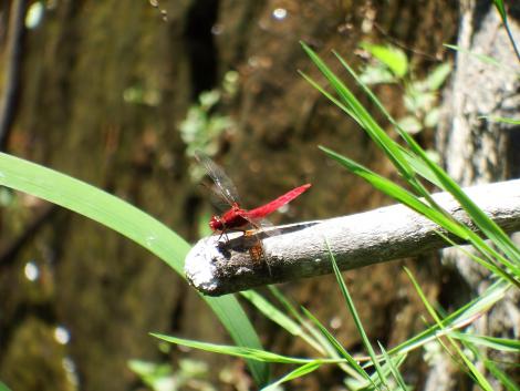 ショウジョウトンボ
