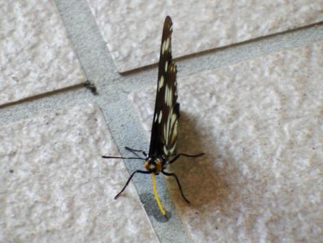 ゴマダラチョウ