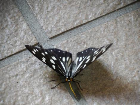 ゴマダラチョウ