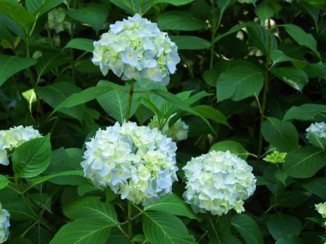 神戸森林植物園