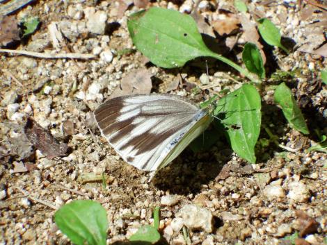 スジグロシロチョウ
