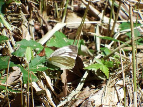 スジグロシロチョウ