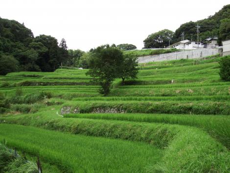 西畑の棚田