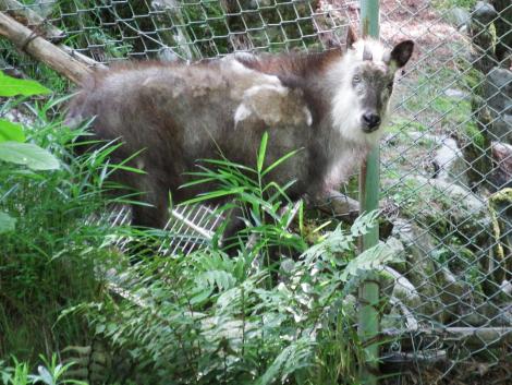 ニホンカモシカ