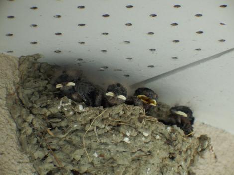 ツバメのベビー