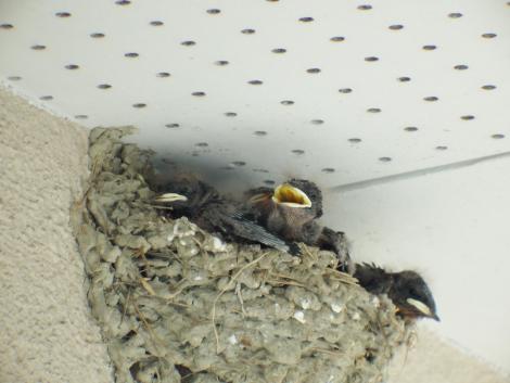 ツバメのベビー