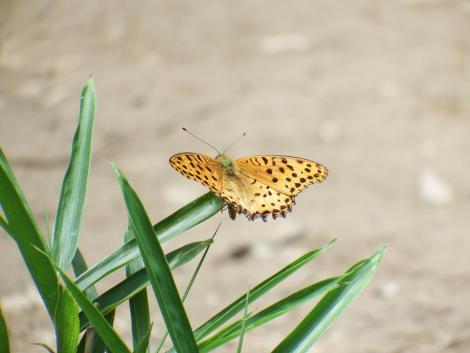 ツマグロヒョウモン