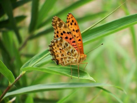 ツマグロヒョウモン