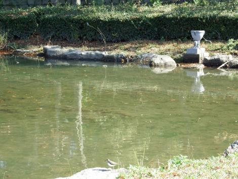 カワセミとイソシギ