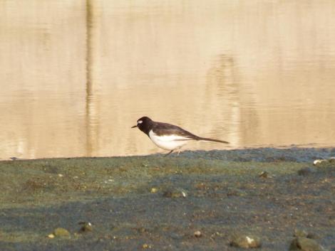 セグロセキレイ