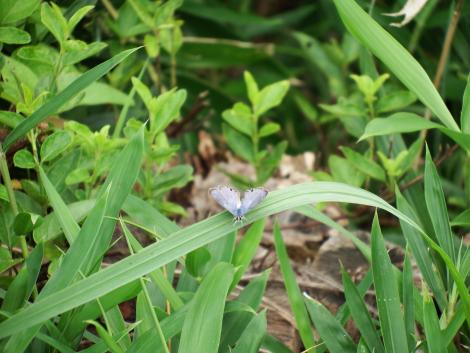 ウラナミシジミ