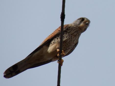 チョウゲンボウ