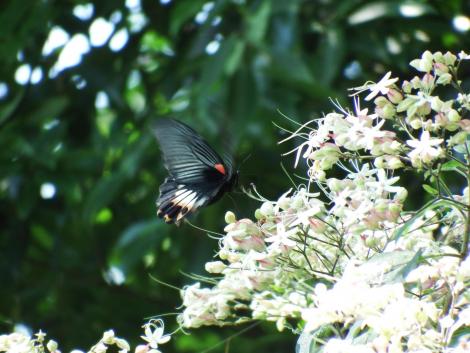 ナガサキアゲハ