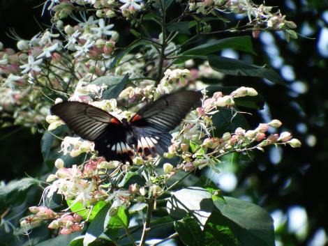 ナガサキアゲハ