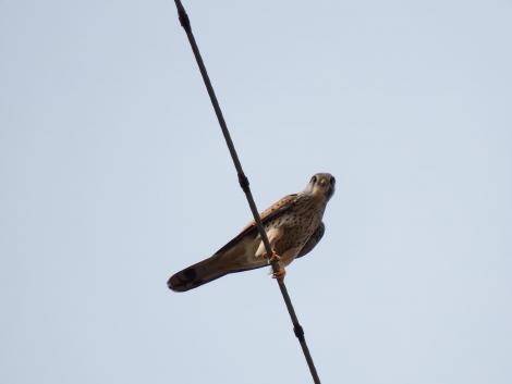 チョウゲンボウ