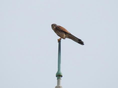 チョウゲンボウ