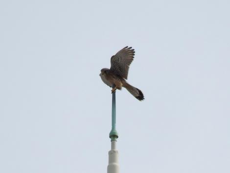 チョウゲンボウ