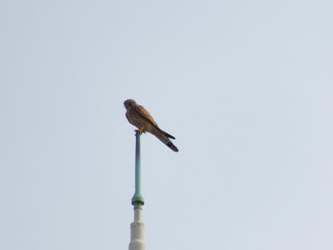 チョウゲンボウ