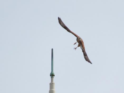 チョウゲンボウ