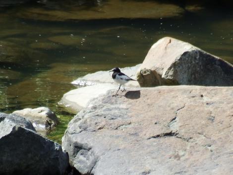 セグロセキレイ