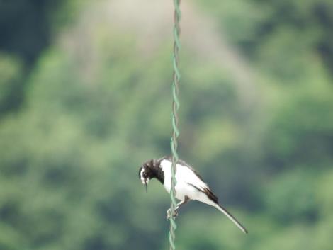 セグロセキレイ