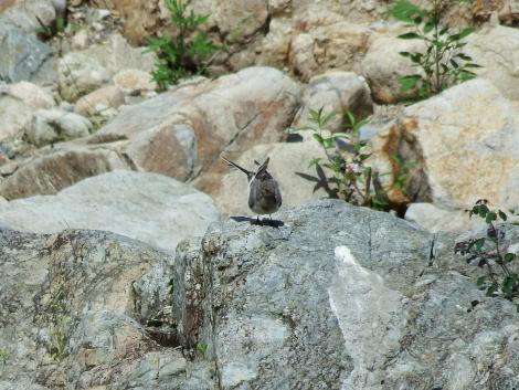 セグロセキレイ