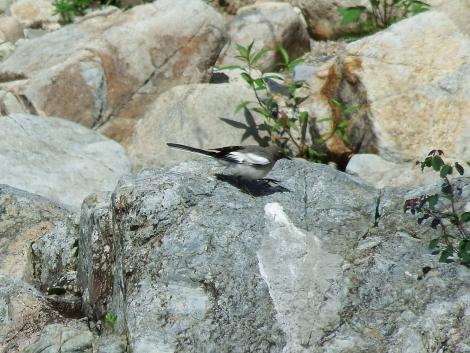 セグロセキレイ