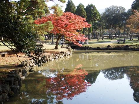 鷺池の紅葉