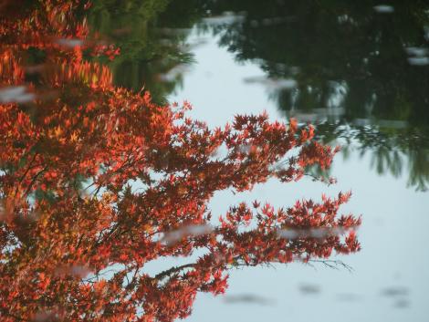 鷺池の紅葉
