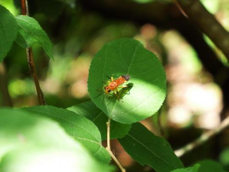 ツマグロアカハバチ