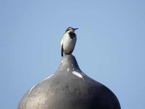 浮御堂のハクセキレイ