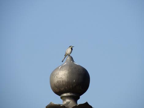 浮御堂のハクセキレイ