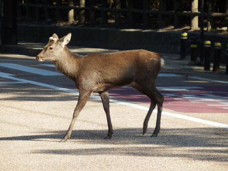 道路横断中の鹿
