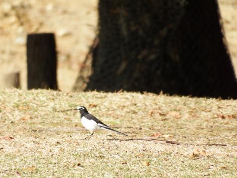 セグロセキレイ