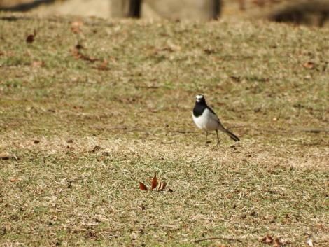 セグロセキレイ