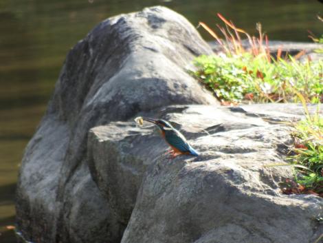 カワセミ