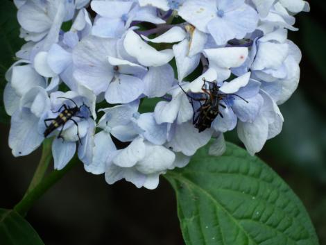 ヨツスジハナカミキリ