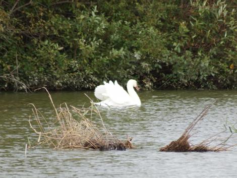 コブハクチョウ