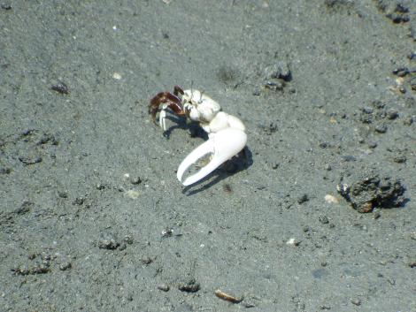 ハクセンシオマネキ