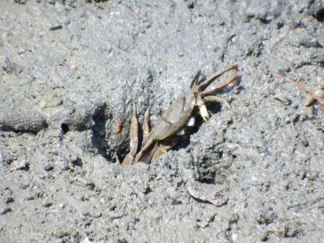 ヤマトオサガニ