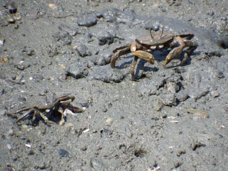 ヤマトオサガニ