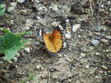 ツマグロヒョウモン♀