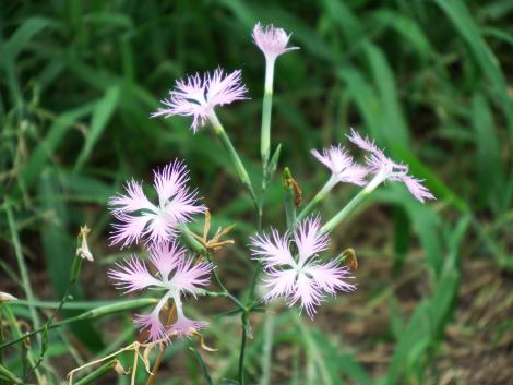 カワラナデシコ