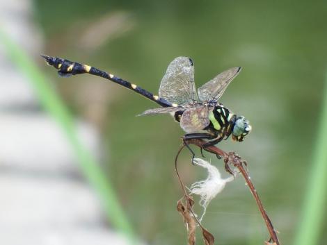 タイワンウチワヤンマ