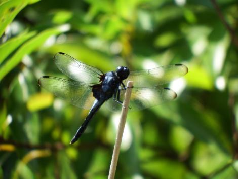 オオシオカラトンボ