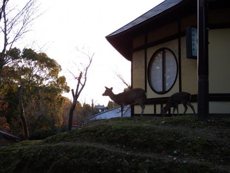 奈良公園