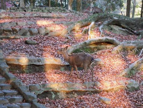 奈良公園