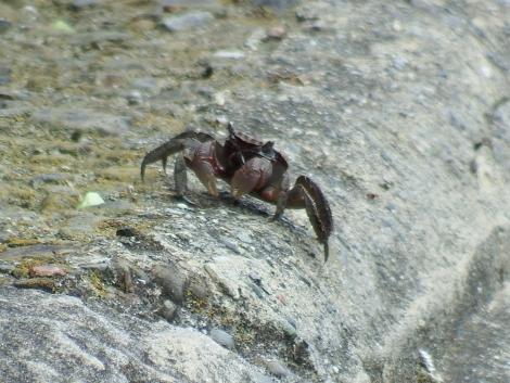 クロベンケイガニ