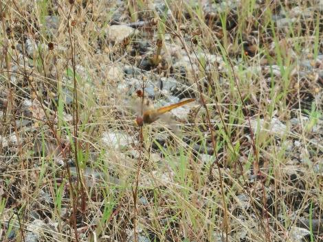 ウスバキトンボ